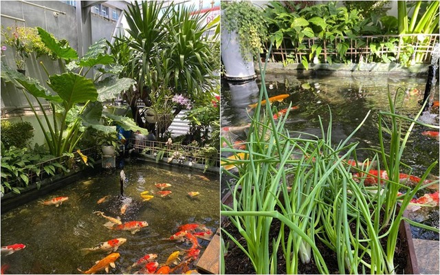 Hồ cá mini bên trong nhà Hồ cá mini cùng cây xanh