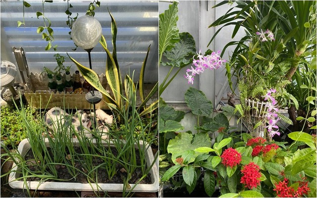 Mảng xanh đa dạng trong nhà Nhiều cây hoa tạo mảng xanh sinh động