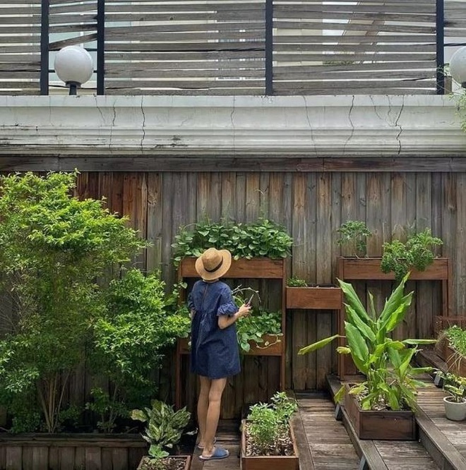 Sân vườn xanh tươi đầy cây cối đẹp mắt